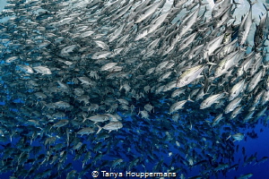 Controlled Chaos
Bigeye trevally vying for position in a... by Tanya Houppermans 
